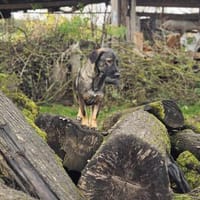 Valera  eine vorsichtige Seele, Hündin zur Adoption