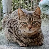 Lucks - verzaubert dich im Nu!, Kater zur Adoption