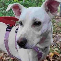 Mucky, Hund zur Adoption