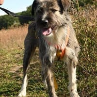 Wunderschöner frecher Ariel, Hund zur Adoption