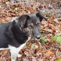 TOMMY sucht liebevolles Zuhause, Hund zur Adoption