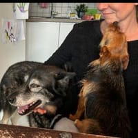 THAI, m., kastr., SH-Mix, geb. 2014, Hund zur Adoption