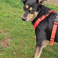 Shoto  ein kleiner Prinz auf der Erbse, Hund zur Adoption