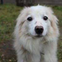 Moyo su. sehr geduldiges Zuhause, Hund zur Adoption