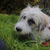 🐾 Snoopy sucht sein Für-immer-Zuhause, Hund zur Adoption