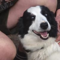 Lotti - in PS in 97258 Oberickelsbach, Hündin zur Adoption