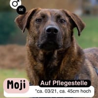 MOJI - treue Seele sucht sein zu Hause, Hund zur Adoption