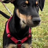 Süsses Hundekind Cai!, Hund zur Adoption