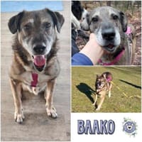 BAAKO * lieber Senior, genügsam, Hund zur Adoption
