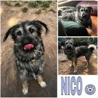 NICO -sportlicher Junghund-, Hund zur Adoption