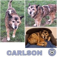 CARLSON -unkompliziert & verschmust-, Hund zur Adoption