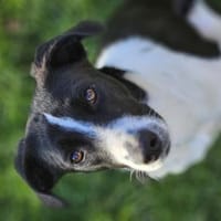 Zuckerschnute Cupcake sucht Ihr Zuhause, Hündin zur Adoption