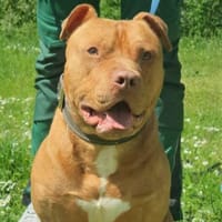 Ted, Hund zur Adoption