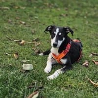 der hübsche Percy sucht seine Familie, Hund zur Adoption