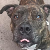 Shiva, gestromte Schönheit, Hündin zur Adoption