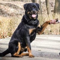 Jack, Hund zur Adoption