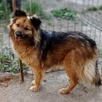 Tobi  43 cm (Pflegestelle), Hund zur Adoption