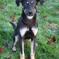 Aufgeweckter Bo auf PS in Leverkusen, Hund zur Adoption