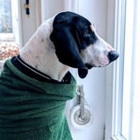 Momo charmanter Herzenshund auf Pflege, Hund zur Adoption