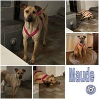 MAUDE -sucht hundeerfahrene Menschen-, Hündin zur Adoption