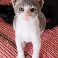 Findelkind Findus sucht sein Glück, Kater zur Adoption