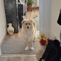 Laika sucht Ihre Familie!, Hündin zur Adoption