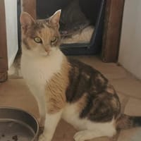 Die schöne Bella sucht ein Zuhause!, Katze zur Adoption