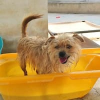 MARLEY, m., kastr., Yorkshire-Mix, Hund zur Adoption