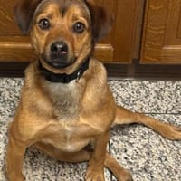 Bodo - hat ein liebes freundliches Wesen, Hund zur Adoption