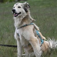 Emet, Hund zur Adoption