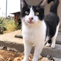 Tabby sucht liebevolle Familie, Katze zur Adoption