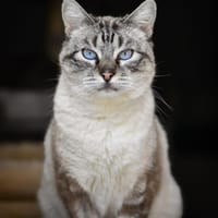 Pichin  Sanfter Siam-Mix-Kater, Kater zur Adoption