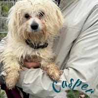 Ich heiße Casper ... mit Video, Hund zur Adoption