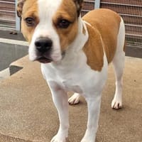 Babyboy, Hund zur Adoption