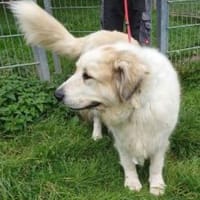 Tulla, Hündin zur Adoption