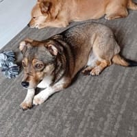 Schüchterner, super süßer CARLOS!, Hund zur Adoption