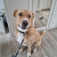 Diego aus 45659 Recklinghausen, Hund zur Adoption