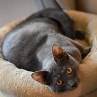 Teo  Süßer Russisch-Blau-Mix-Kater, Kater zur Adoption
