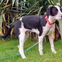 Christina wünscht sich eine Familie, Hündin zur Adoption