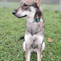 Zierliche Hütehündin Vela sucht Familie, Hündin zur Adoption