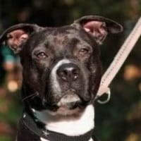 Angel, Hündin zur Adoption