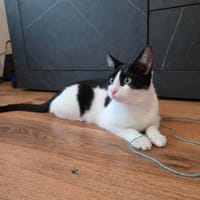 Bubu, verspieltes Krümelmonster, ca. 8 M, Katze zur Adoption