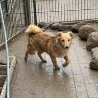 Simba - charmanter Bube sucht Zuhause, Hund zur Adoption