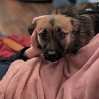 Ginger, bezauberndes Welpenmädchen, Hündin zur Adoption