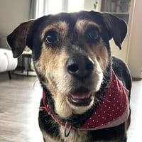 Unkomplizierter Buddy im Ruhrgebiet!, Hund zur Adoption