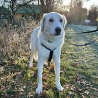 Zuri, Hündin zur Adoption