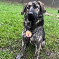 Kessy hat so viel Liebe zu geben, Hündin zur Adoption