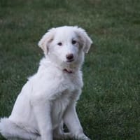 Möchten Sie Smalla ein Zuhause geben?, Hündin zur Adoption