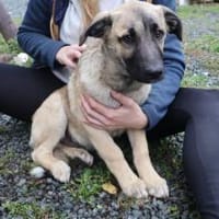 Butschek wartet auf dich!, Hund zur Adoption