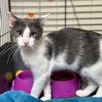 Foster [Chaton], chat à adopter